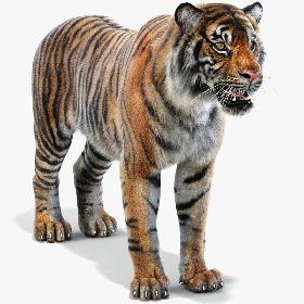 Sumatran Tiger (Fur) model